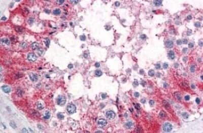 Immunohistochemistry-Paraffin: SRPX2 Antibody [NBP3-14484] - SRPX2 antibody IHC of human testis. Immunohistochemistry of formalin-fixed, paraffin-embedded tissue after heat-induced antigen retrieval.